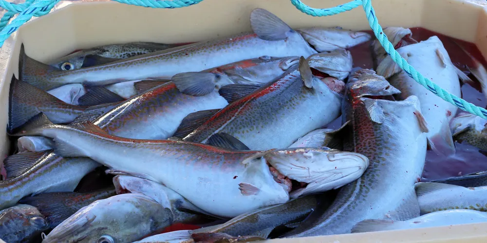 Karet gir et klart anslag hvor mye fisk som er inne, men ved mange fiskebruk fører veiingen i en lukket prosess hos kjøper til vesentlig lavere vekt på sluttseddelen.