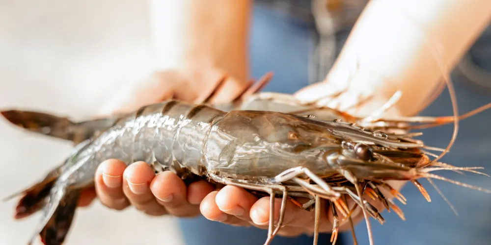 India's initial switch from farmed black tiger (penaeus monodon) shrimp to vannamei around 2009 began a golden era for the country, but disease now poses a challenge.