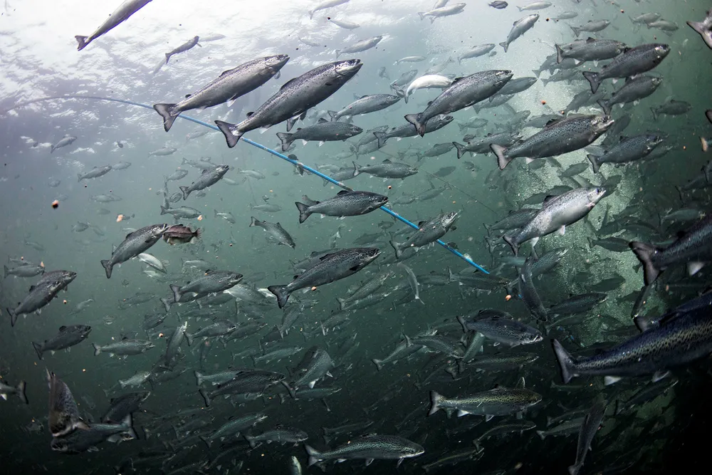 Mange oppdrettsselskaper mente prisen ble for høy, men nå viser det seg at de aller fleste har søkt om – og betalt – for å kunne øke produksjonen. Foto: Aleksander Nordahl