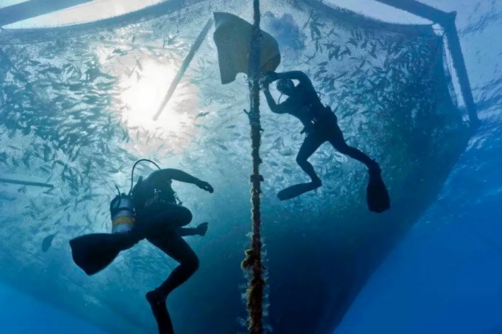Innovations are reshaping the global aquaculture industry.