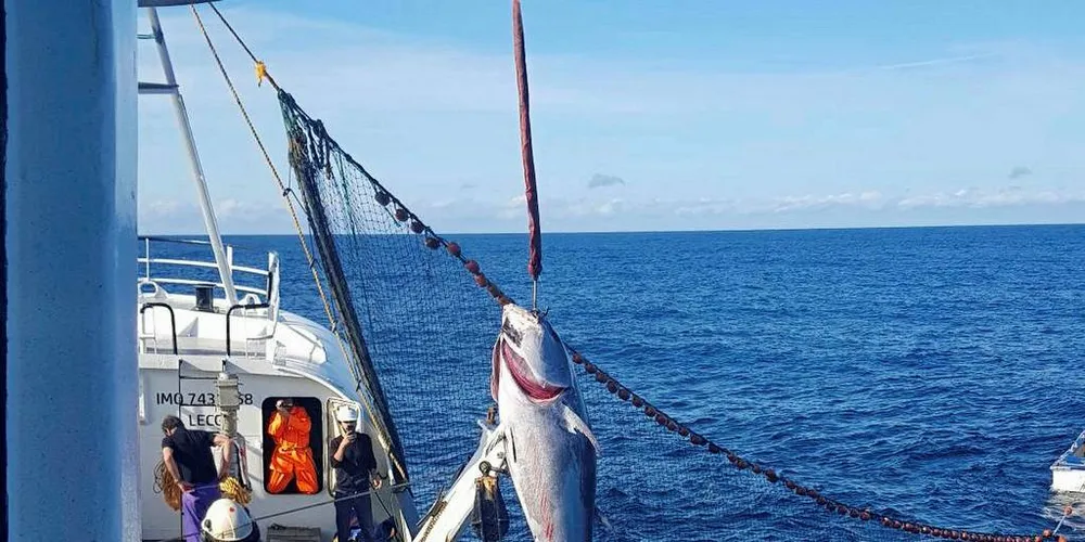 MÅ MELDE INN: Norske fiskere må melde inn også all bifangst av makrellstørje for å styrke sin posisjon i andeler av en voksende størjebestand. Her fra da «Salvøy» var på fisket i høst.Foto: Sigurd Vedøy