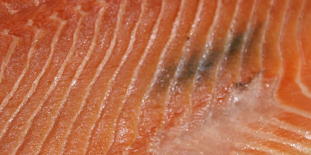 The melanin flecks pose a significant loss in value of fillets.