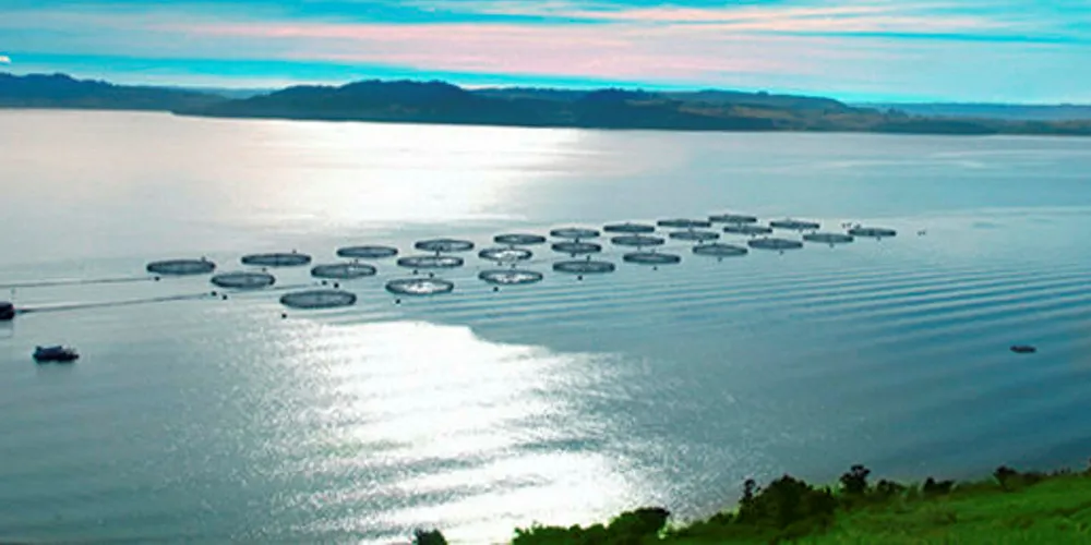 Shareholders merge Chilean Surmar into Invermar