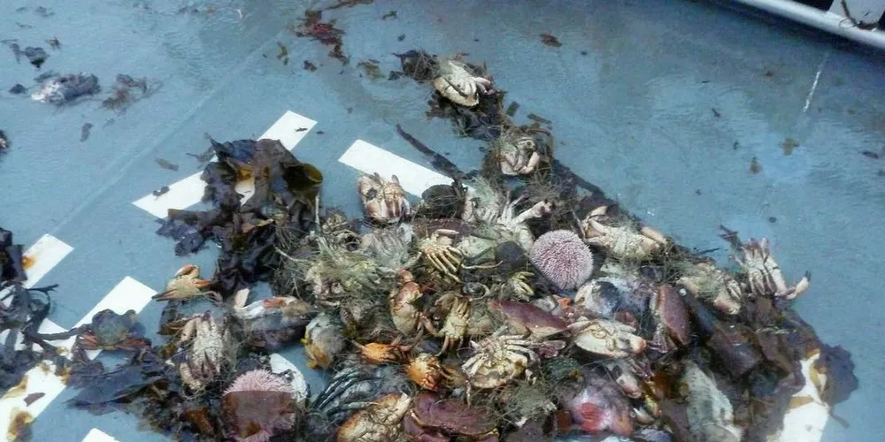 RÅTTEN FANGST: En sel, mange krabber, kråkeboller og fisk hadde viklet seg inn i dette spøkelsesgarnet som ble beslaglagt ved Smøla av Kystvakten. Hvor lenge garnet har stått og fisket på egenhånd er umulig å vite, ettersom bruket ikke var merket med eier.Foto: Kystvakten/Twitter