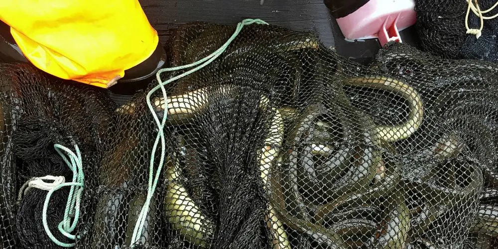 MARKEDSTRØBBEL: Interessen for å fiske ål er stor, men det er problemer med å få solgt fangsten, så lenge det bare er det norske markedet som kan ta imot. Foto: Caroline Durif/Havforskningsinstituttet