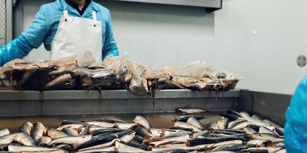 There will be no exports of non-live fish from the Netherlands until adjustments to the current certificate have been made, according to the country's Fish Federation.