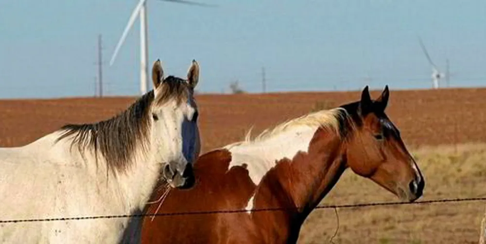 Horse roam in front of wind fam in in Oklahoma