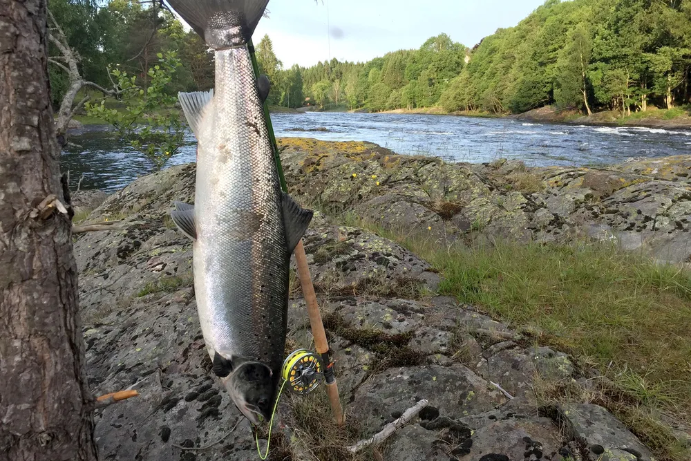 Hvorfor eier en grunneier laksen som svømmer forbi i elven, som tilfeldigvis flyter forbi dennes eiendom, spør innleggsforfatteren.