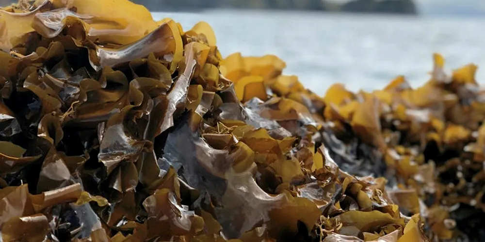 Blue Evolution is one Alaska's growing commercial seaweed producers.