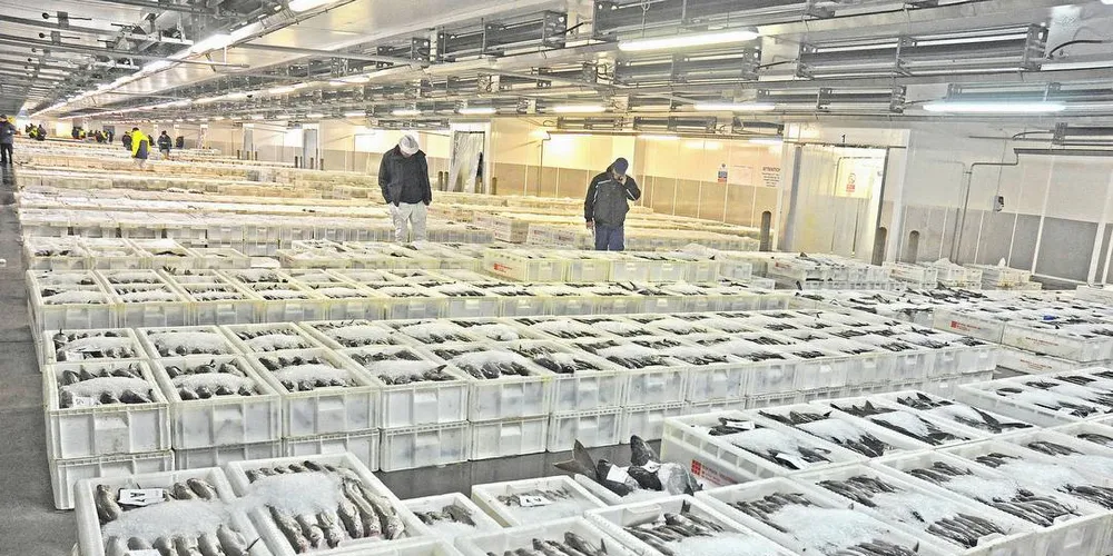 Skottland Peterhead fiskemarked auksjon Opp til 10.000 bokser med MSC-godkjent fisk landes der. Hys og sei. Det landes 22.000 bokser med fisk uekntlig i PeterheadFoto: Quentin Bates