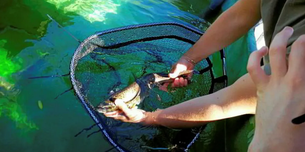 Humpback salmon naturally belong in the Pacific.