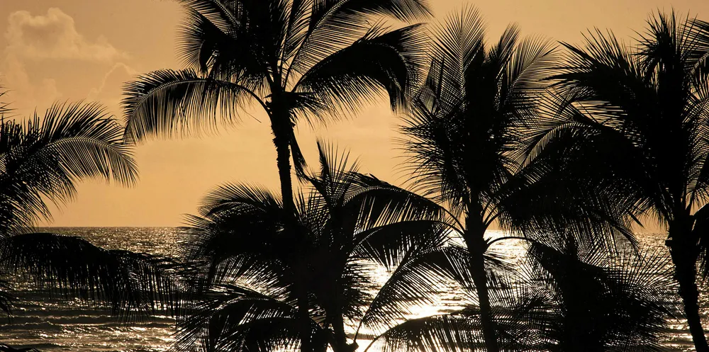 Palm trees are silhouetted before the sunset sky at Waikiki beach in Honolulu, Hawaii.
