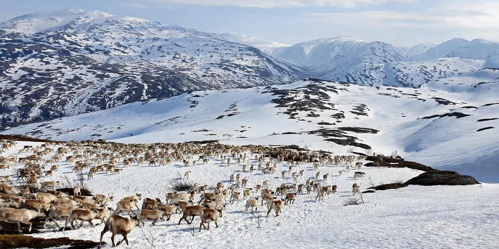 Reinflytting i Jillen Njaarke reinbeitedistrikt, Øyfjellet vindkraftverk i Mosjøen.