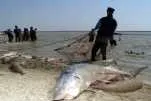 Catch of the day: for Gazprom