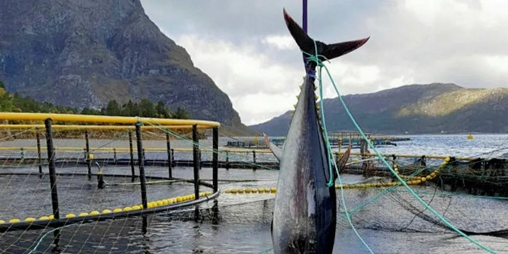 UBÅDEN GJEST: Ein 286 kilo tung makrellstørje gjekk gjennom nota til K. Strømmen Lakseoppdrett AS i Bremanger denne veka. Størja blei fanga med orkastnot, og avliva.Foto: Privat