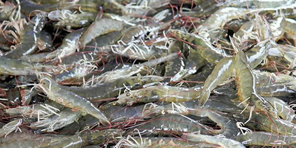 Iran’s Fisheries Organization said that over 24,000 metric tons of shrimp have been exported since March 2018.