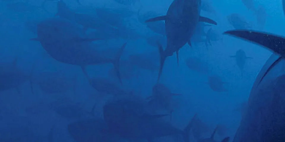 Greenpeace is particularly concerned about illegal fishing and labor practices.