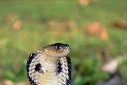 Namesake: a cobra