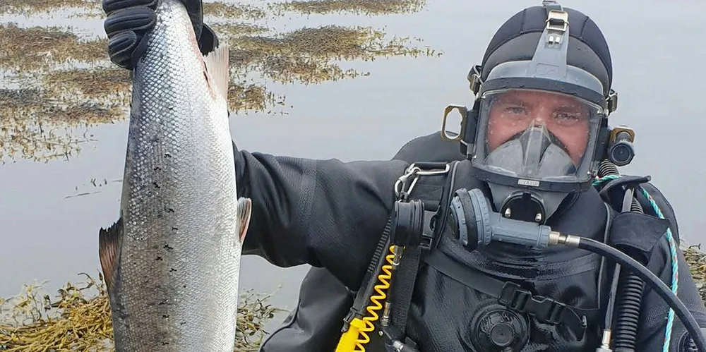 Dykkere fra KV Njord fant 60 kg laks på fjordbunnen utenfor Hitra og Frøya.
