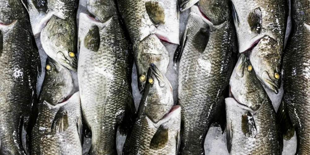 India battles illegal barramundi seed imports