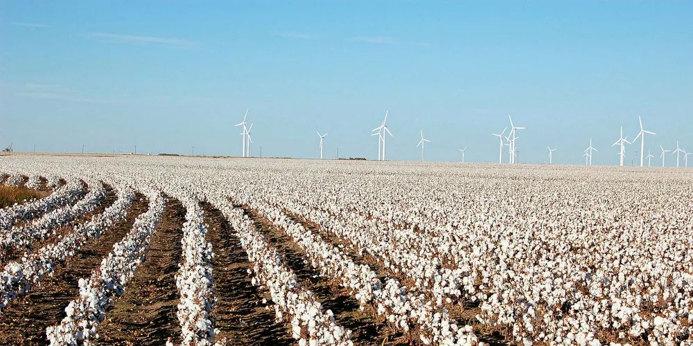 Wind turbines look over cotton fields in Texas High Plains.