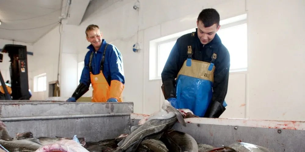 Det blir stadig mer «gammeltorsk» i torskebestanden. Det gir ekstra kaffe fra Lofotposten til fiskerne i Lofoten. Men gir det høyere kvote? Det får vi vite i juni. Illustrasjonsfoto: Terje Jensen