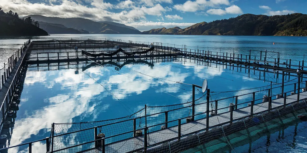 New Zealand King Salmon has been struggling with warmer sea temperatures.