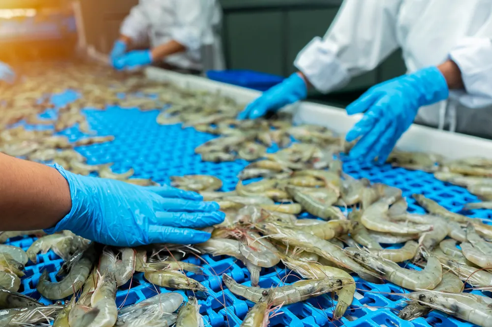 The shrimp production cycle is only a couple of months and females live between four to six months, aspects which make the ability to monitor practices effectively and consistently challenging.