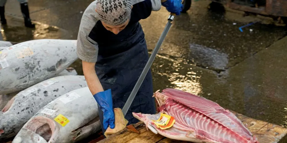 GÅR UNNA PÅ AUKSJON: Japanerne har fått smaken på den norske makrellstørjen. Prisene øker etter hvert som mannskapet på «Bluefin» lærer mer og mer om hvordan kvaliteten må være for å oppnå best mulig pris på størjen som går ut fersk på auksjon i Tokyo.