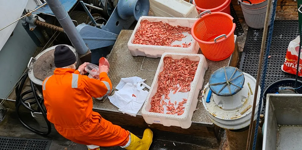 Roar Fredriksen, kjent som Reke-Roar i Narvik, sa allerede i april at to uker med fiske i Lofoten kostet like mye som to dager med reketråling i nærområdet på grunn av drivstoffprisene.