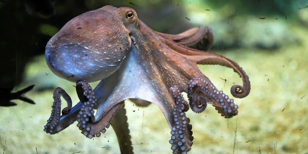 Peruvian giant squid was passed off as octopus in a massive scheme.