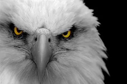 Swift Energy: eye on the Eagle Ford