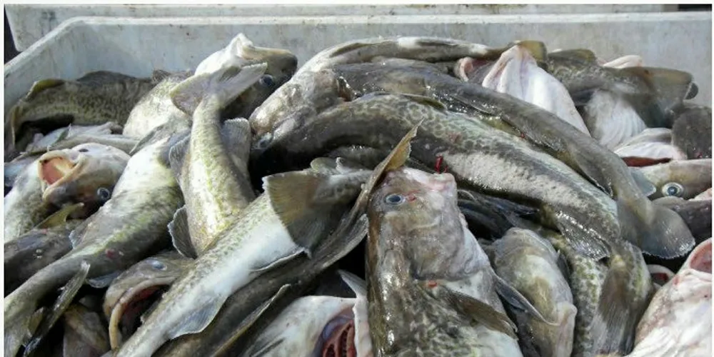 Pacific cod