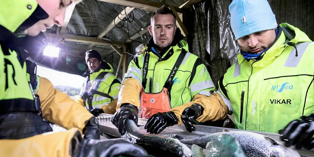 LUSEUTFORDRINGER: Selv bare med grønne trafikklys vil ikke laksenæringen klare å nå vekstmålene omen seksdobling innen 2050. Her veier og støvsuger Kine J.W. Grønning, Øyvind André Johansen og Pradip Adhikari laks for lus.Foto: Marte Christensen