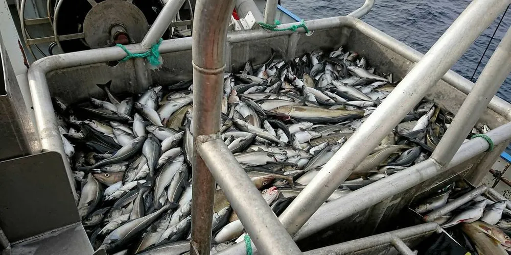 SEI: Direktefiske av sei bør starte fra begynnelsen av året, mener Pelagisk Forening. Start seinere, mener Fiskebåt.Foto: Privat