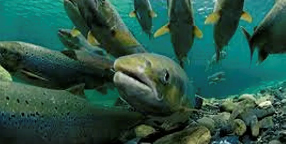 Scottish Salmon Company releases sea lice infestation report