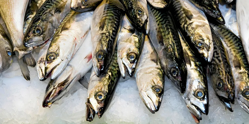 North Atlantic mackerel.