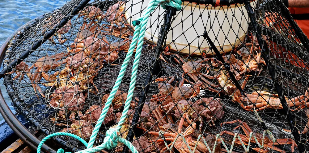 Aktivitet eller investeringer gjort etter 16. mai 2022 vil ikke kunne gi grunnlag for fremtidig deltakelse dersom fisket av snøkrabbe lukkes. Det opplyser statssekretær Vidar Ulriksen.