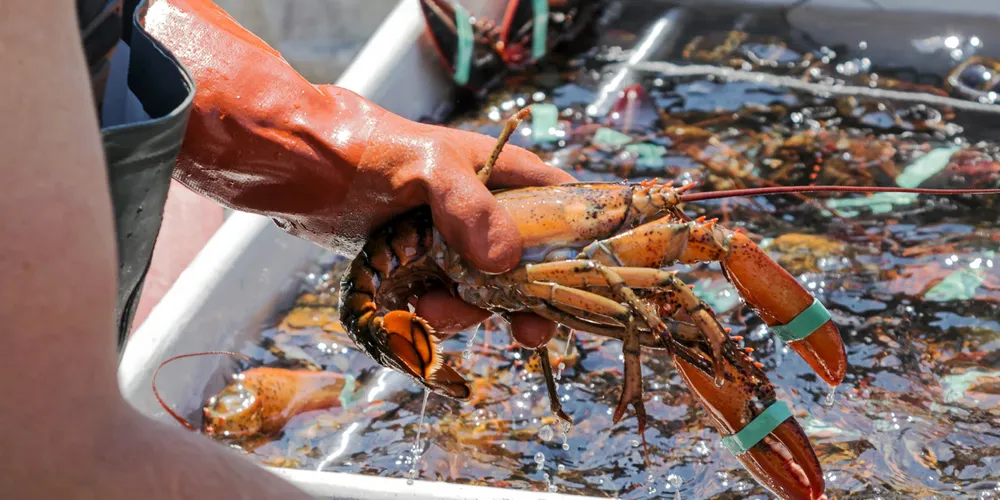 A group of Massachusetts lobstermen has dropped a class action lawsuit against Monterey Bay.