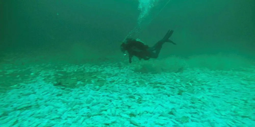 DUMPET I FJORDEN: Bildet her viser sild som ligger på bunnen av Frillfjorden i Trøndelag over et område på 30 ganger 10 meter. Her en dykker fra Kystvakten som var i området i forrige uke for å dokumentere det du ser på bildet.