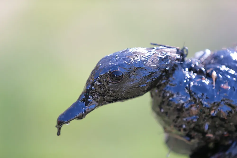 Pegasus spill: 5000 barrels leaked from ExxonMobil pipeline in Arkansas