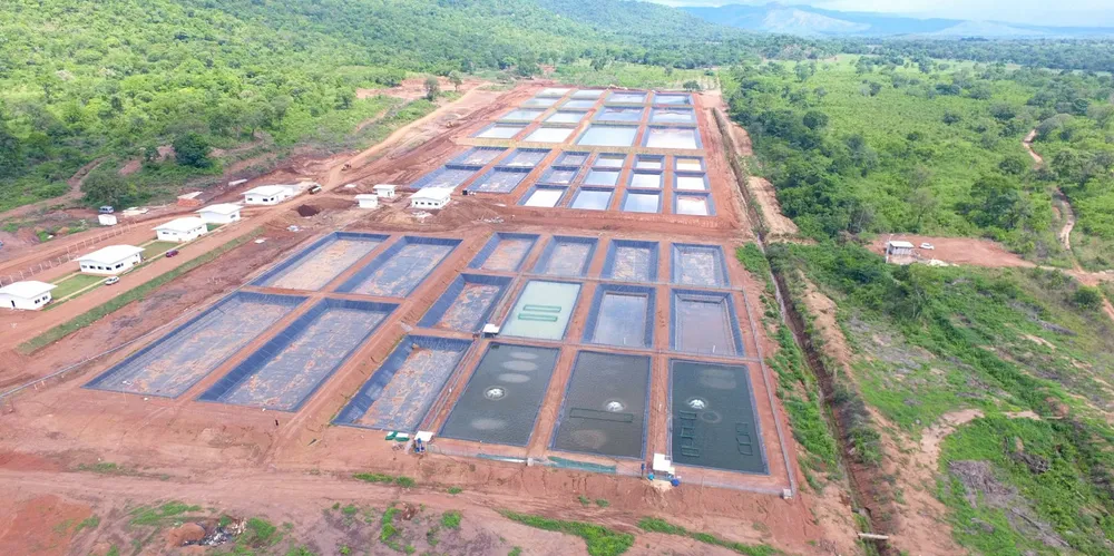 With 13 hatcheries, GenoMar CEO Alejandro Tola Alvarez calculates his company accounts for a quarter of tilapia genetics in Brazil delivering fingerlings directly to the country's aquaculture producers.