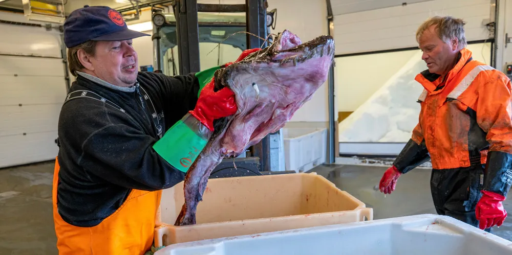 Jan-Erik Mortensen jobbe på Brønnøy fiskemottak. Her losser han breiflabb med fisker Alf Pettersen.