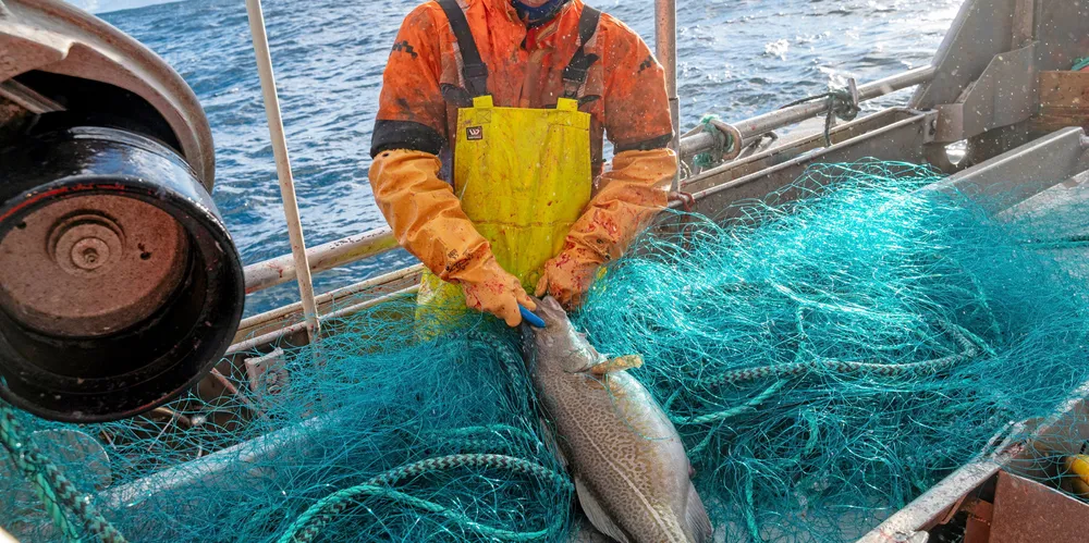 Skreien kan få tilbake miljømerket MSC før vintersesongen. Det er godt nytt for lommebøkene til både fiskerne og industrien