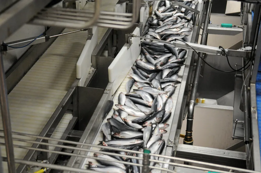 Den islandske havklyngen legger vekt på å utnytte hele fisken, ingenting skal gå til spille. Bilde fra fiskemottak på Måløy.