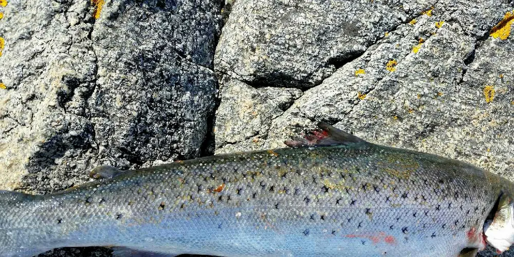 Sjøørreten forsøker å lure lakselusa ved å holde seg i nærheten av elver der det er brakkvann viser nye studier fra Havforskningsinstituttet. (Foto: Fylkesmannen i Sør-Trøndelag)