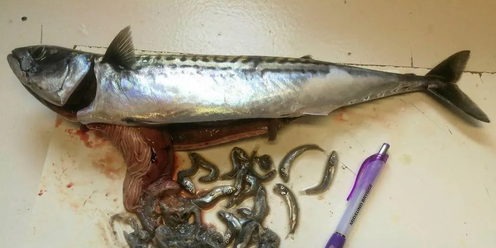 MESKET SEG: 48 sildeyngel hadde funnet veien ned i magen på denne makrellen som ble fisket i Midsundbukta i går morges.Foto: Torfinn Gangstad