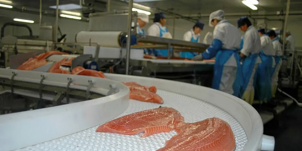 Videreforedling av norsk laks hos Skagerak Fiskeeksport i Hirtshals.Foto: Agnar Berg