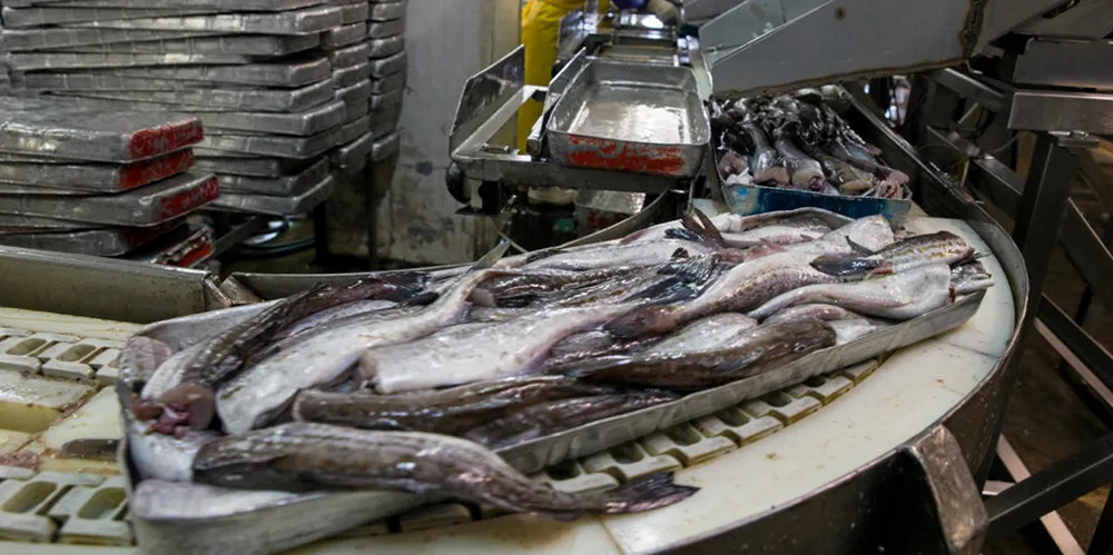 Inside Gidrostroy's pollock and pelagic processing plant on Shikotan Island in Eastern Russia.