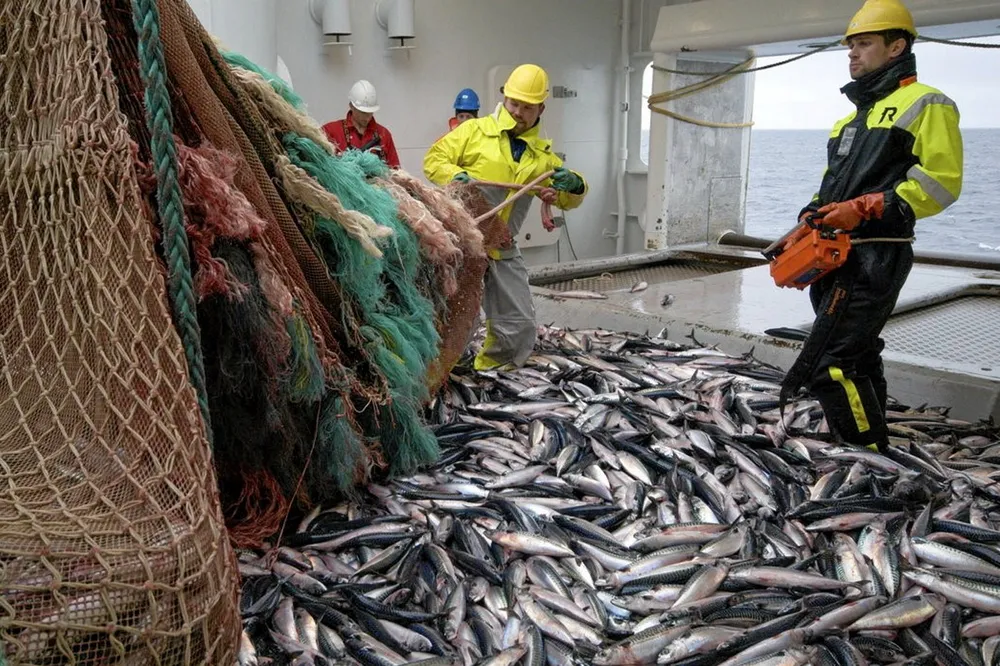 The International Council for the Exploration of the Sea (ICES) has cut its recommended quota for Northeast Atlantic mackerel to 576,958 metric tons for 2025.